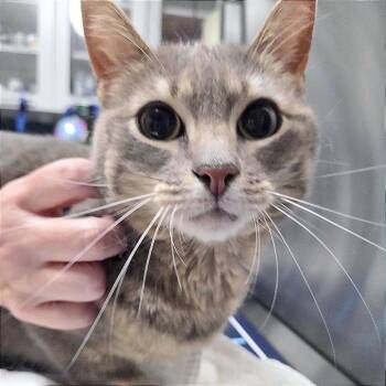 Gracie Bean -  Domestic Short Hair Cat for Adoption in Providence, Rhode Island - Gracie Bean | PetCurious
