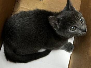 Domestic Medium Hair Cats Available for Adoption in Dallas, Texas - BRAXTON | PetCurious