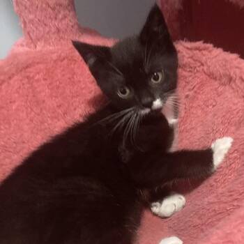 Boneweaver -  Domestic Short Hair Cat for Adoption in Fredericksburg, Virginia - Boneweaver | PetCurious