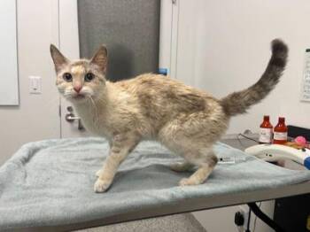 Carnation -  Siamese Cat for Adoption in Kansas City, Missouri - Carnation | PetCurious