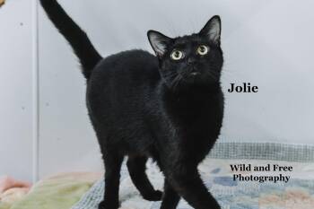 Jolie -  Domestic Short Hair Cat for Adoption in Morehead, Kentucky - Jolie | PetCurious