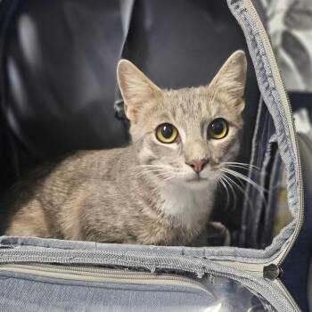 Bucky -  Domestic Medium Hair Cat for Adoption in Wahiawa, Hawaii - Bucky | PetCurious