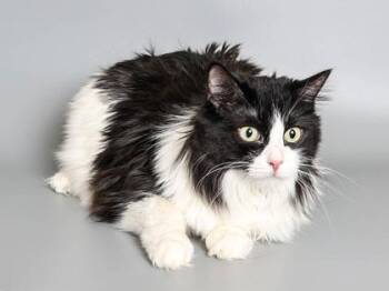 Domestic Medium Hair and Domestic Short Hair Cats Available for Adoption in Longmont, Colorado - Misty | PetCurious