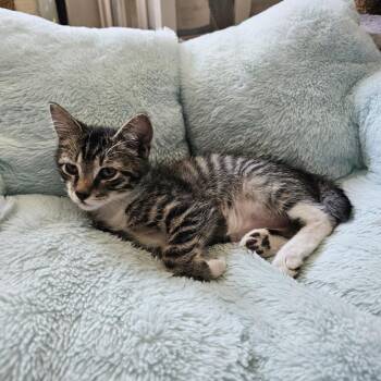 Tagalong II 26-073 -  Domestic Short Hair Cat for Adoption in Little Rock, Arkansas - Tagalong II 26-073 | PetCurious