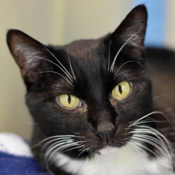 Rescue Domestic Short Hair Cats for Adoption in Lakewood, Colorado - Hitops | PetCurious