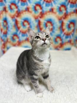 Tibbs -  Domestic Short Hair Cat for Adoption in Upper Sandusky, Ohio - Tibbs | PetCurious