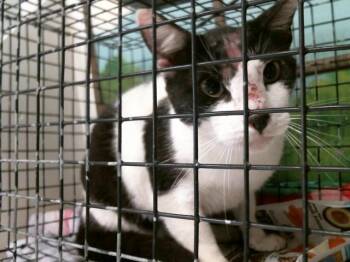 Domestic Short Hair Cats Available for Adoption in Houston, Texas - SASHA | PetCurious