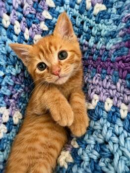 Ladybug -  Domestic Short Hair and Tabby Cat for Adoption in Greensboro, North Carolina - Ladybug | PetCurious