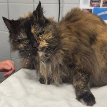 Gretel -  Domestic Long Hair Cat for Adoption in West Olive, Michigan - Gretel | PetCurious