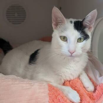 Gunther -  Domestic Short Hair Cat for Adoption in Prairie Du Chien, Wisconsin - Gunther | PetCurious