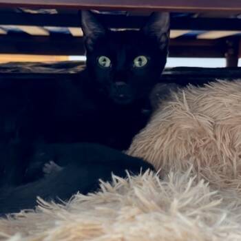 Rescue Domestic Short Hair Cats for Adoption in Santa Fe, New Mexico - Squeaky G | PetCurious