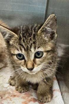 Maya Blart -  Domestic Short Hair Cat for Adoption in Danielsville, Georgia - Maya Blart | PetCurious
