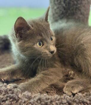 Culpeper -  Domestic Short Hair Cat for Adoption in Midland, Virginia - Culpeper | PetCurious