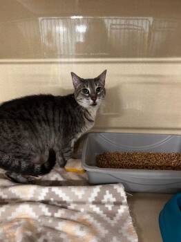 Domestic Short Hair Cats Available for Adoption in Gautier, Mississippi - Sister | PetCurious