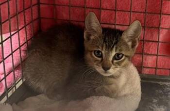 Polly -  Domestic Short Hair Cat for Adoption in Honolulu, Hawaii - Polly | PetCurious