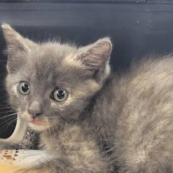 Moon -  Domestic Short Hair Cat for Adoption in Madisonville, Tennessee - Moon | PetCurious