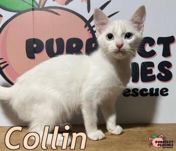 Rescue Domestic Short Hair Cats for Adoption in Douglasville, Georgia - Collin | PetCurious
