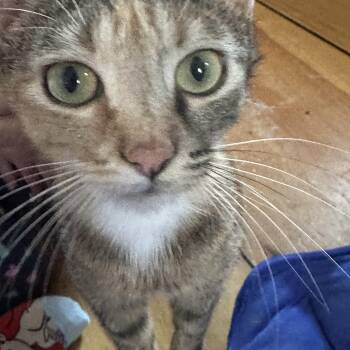 Twix -  Domestic Short Hair Cat Available for Adoption in Syracuse, New York - Twix | PetCurious