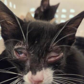 Koi -  Domestic Short Hair Cat for Adoption in Chattanooga, Tennessee - Koi | PetCurious