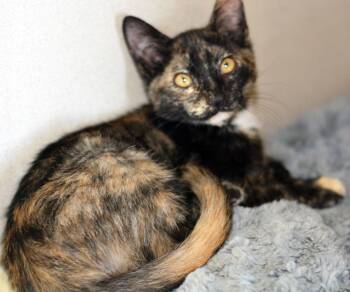 Rescue Tortoiseshell Cats for Adoption in San Clemente, California - JOY | PetCurious