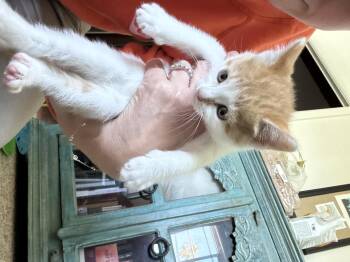 Domestic Short Hair Cats Available for Adoption - Sheeran | PetCurious