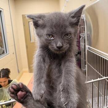 Breakfast Burrito -  Domestic Medium Hair Cat for Adoption in Winston-salem, North Carolina - Breakfast Burrito | PetCurious