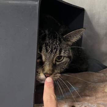 Bella -  Domestic Short Hair Cat for Adoption in Chicago, Illinois - Bella | PetCurious