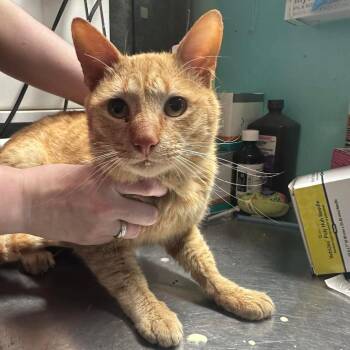 Domestic Short Hair Cats Available for Adoption in Graham, Texas - Winston | PetCurious