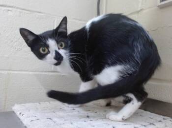 LYRA -  Domestic Short Hair Cat for Adoption in Orlando, Florida - LYRA | PetCurious