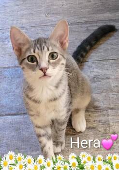 Hera -  Domestic Short Hair Cat for Adoption in Las Vegas, Nevada - Hera | PetCurious