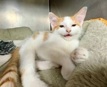 Frank -  Domestic Long Hair and Domestic Short Hair Cat for Adoption in Baraboo, Wisconsin - Frank | PetCurious