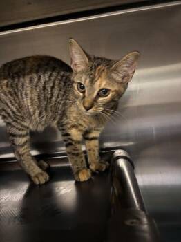 Wanda -  Domestic Short Hair Cat for Adoption in Metter, Georgia - Wanda | PetCurious