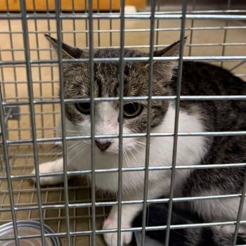 Domestic Short Hair Cats Available for Adoption - Caddy | PetCurious