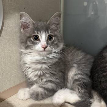 Charlotte -  Domestic Long Hair Cat for Adoption in Fairmont, West Virginia - Charlotte | PetCurious