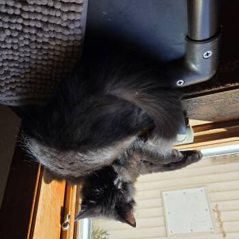Bear -  Domestic Long Hair Cat for Adoption in Manistique, Michigan - Bear | PetCurious