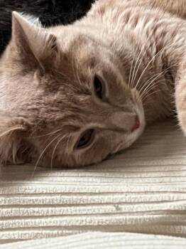 George -  Domestic Short Hair Cat for Adoption in Mokena, Illinois - George | PetCurious