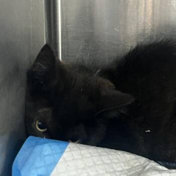 Stone -  Domestic Short Hair Cat for Adoption in Newark, New Jersey - Stone | PetCurious