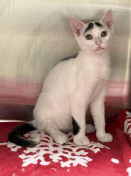 Billy Bob -  Domestic Short Hair Cat for Adoption in Pawleys Island, South Carolina - Billy Bob | PetCurious