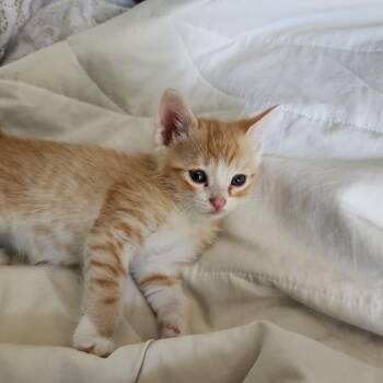 Domestic Short Hair Cats Available for Adoption in Long Beach, California - Elvis | PetCurious