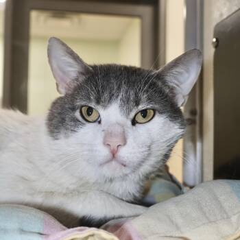 Domestic Short Hair Cats Available for Adoption - McGee | PetCurious