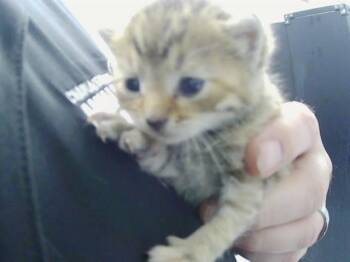 Domestic Short Hair Cats Available for Adoption in Charlotte, North Carolina - A1263715 | PetCurious