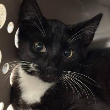 Din Djanrin -  Domestic Short Hair Cat for Adoption in Charleston, West Virginia - Din Djanrin | PetCurious