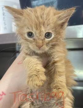 Trashbag -  Domestic Long Hair Cat for Adoption in Cambridge, Maryland - Trashbag | PetCurious