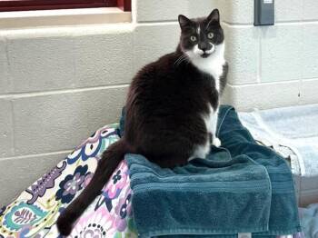 Rescue Domestic Short Hair Cats for Adoption in Derwood, Maryland - Lucky | PetCurious