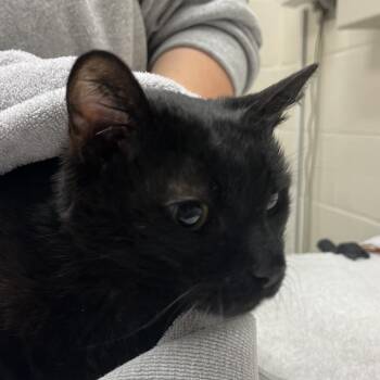Domestic Short Hair Cats Available for Adoption in Murray, Utah - Unga Bunga | PetCurious