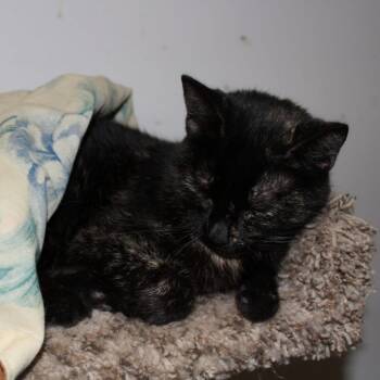 Rue -  Tortoiseshell Cat for Adoption in Billings, Montana - Rue | PetCurious