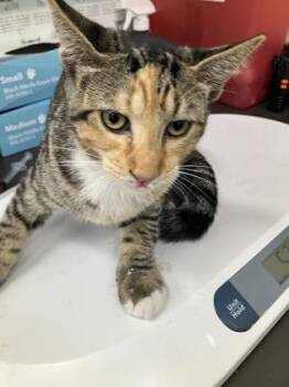 Priscilla -  Domestic Short Hair Cat for Adoption in Gainesville, Florida - Priscilla | PetCurious