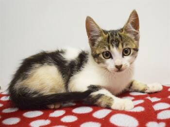 PHILODENDRON -  Domestic Short Hair Cat for Adoption in Sacramento, California - PHILODENDRON | PetCurious