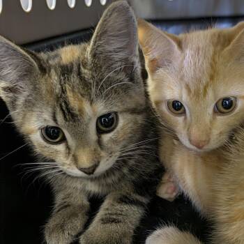 Linda -  Domestic Short Hair Cat for Adoption in Columbia, Missouri - Linda | PetCurious