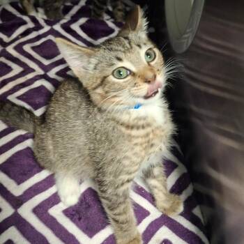 Wildebeest -  Domestic Short Hair Cat for Adoption in Lakeland, Florida - Wildebeest | PetCurious